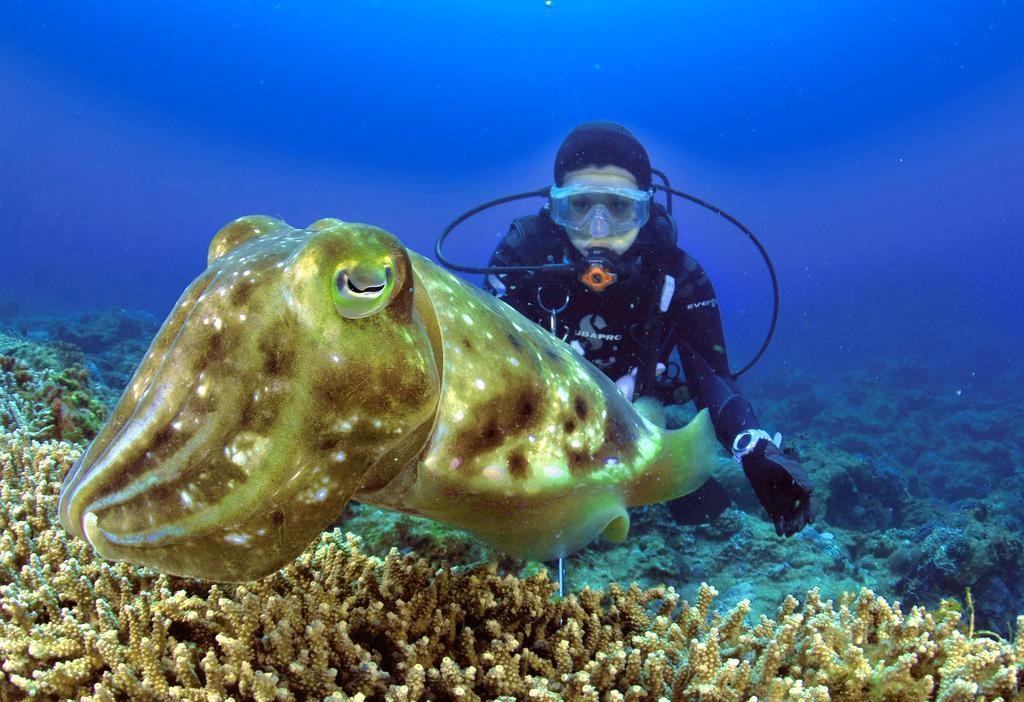 Green Island Ocean Rhythem Dive B&B 綠島海韻民宿 Экстерьер фото